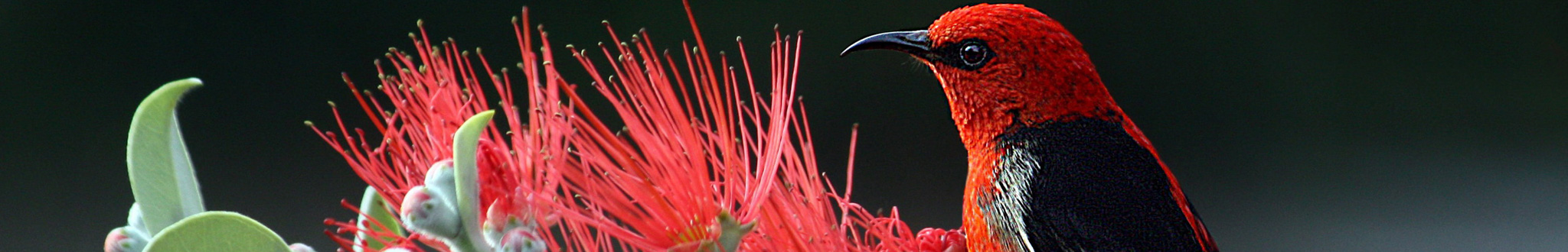 Native honeyeater bird and red wattle. Native wildlife image.