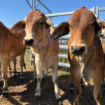 Sustainable Agriculture Brahman Cattle