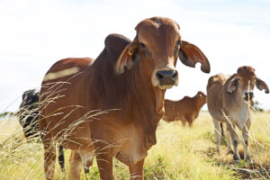 brahman cattle in field