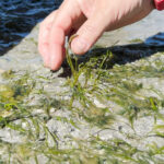close up of hand picking zostera seagrass seeds at Pioneer Bay