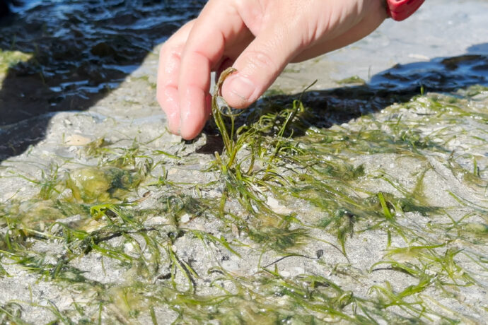 close up of hand picking zostera seagrass seeds at Pioneer Bay