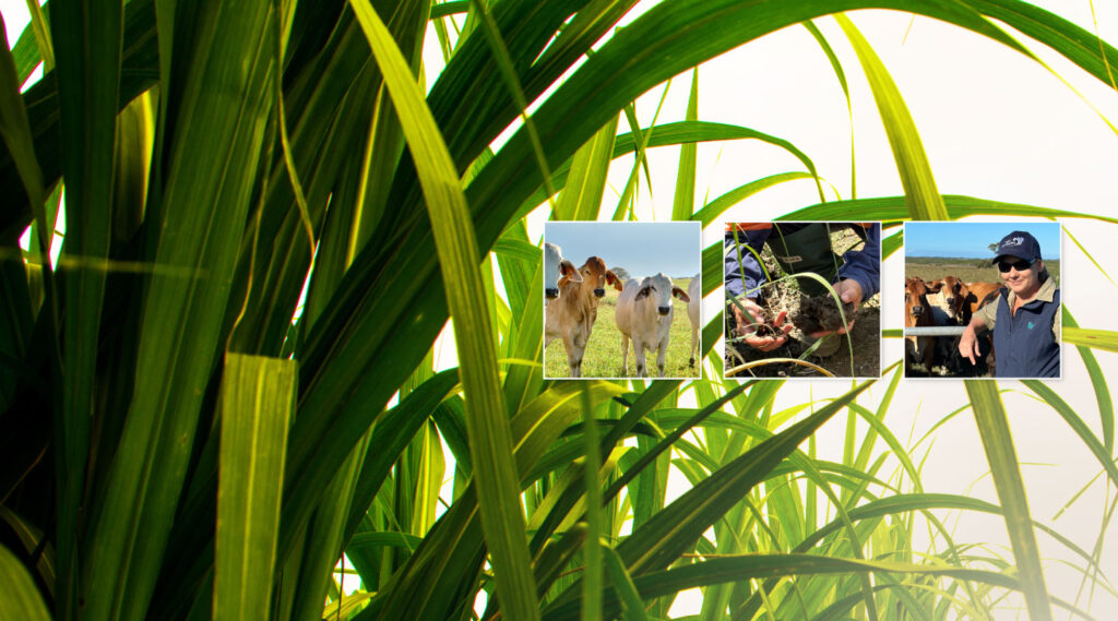 images of cane farmig, soil health, cattle and people for sustainable agriculture