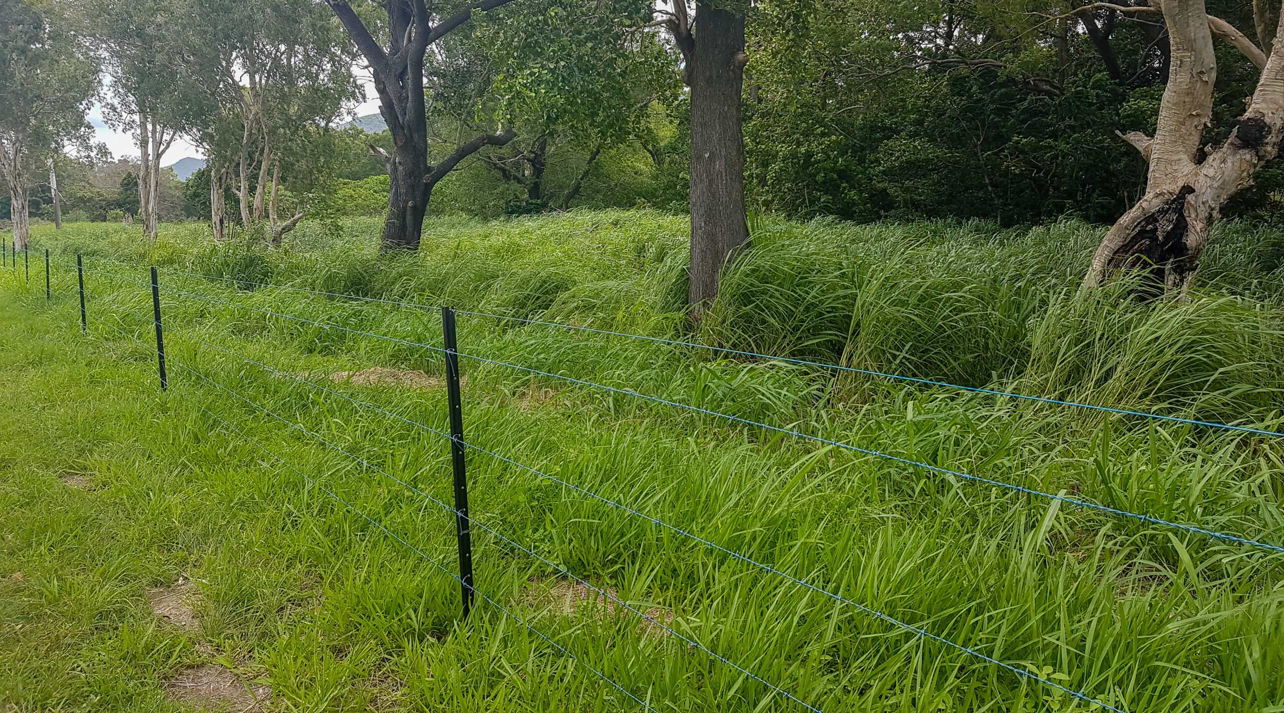 Wire and star picket fence on grassy property