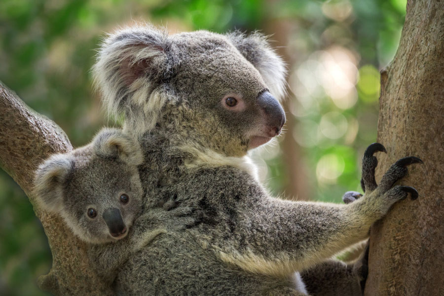 Mother koala with baby