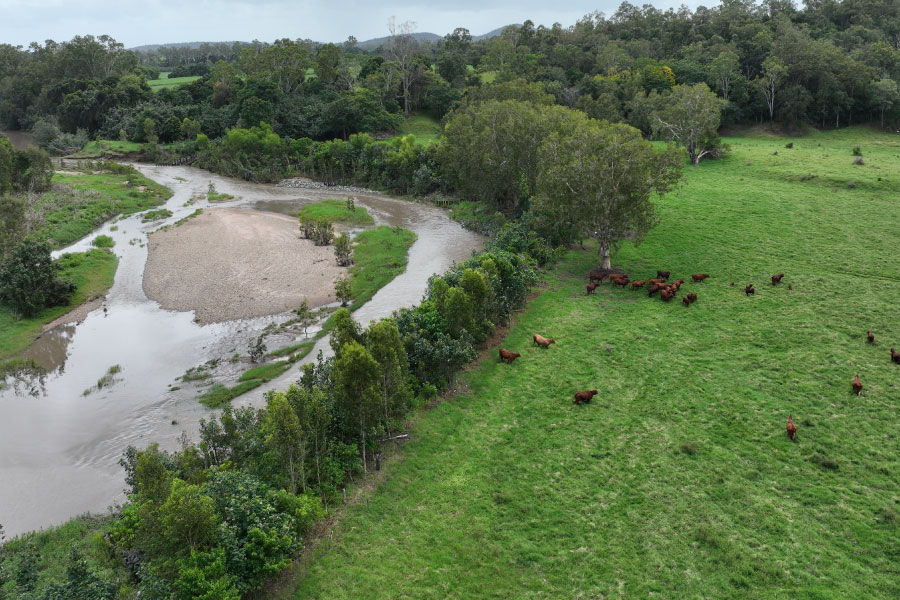 Arial view of river and grazing land with cattle