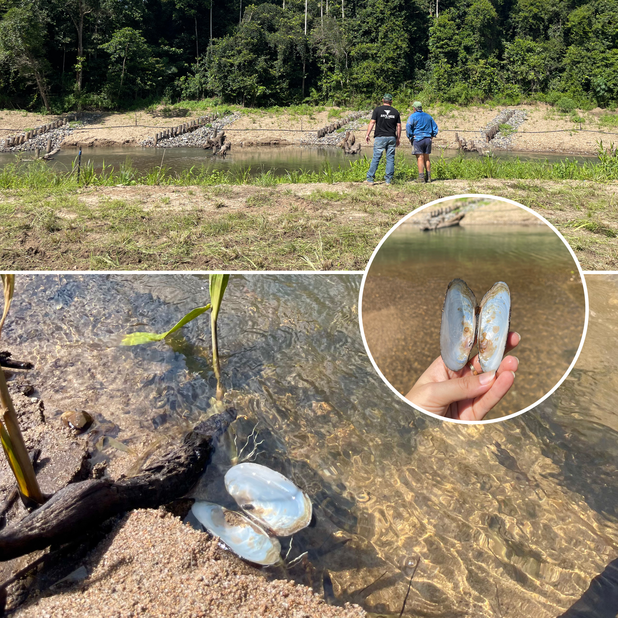 Freshwater mussels at Murray Creek Remediation site