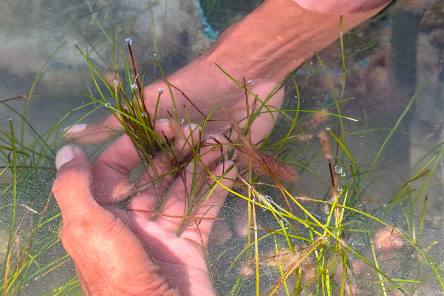 hands underwater holding seagrass in tank