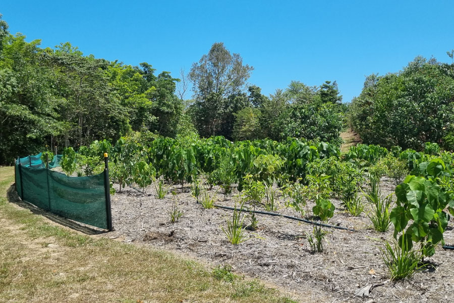 Revegetation site showing newly planted trees
