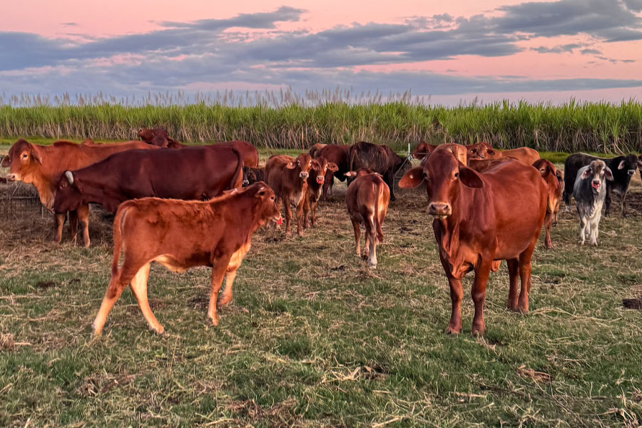 Sunset, cattle in front of cane field