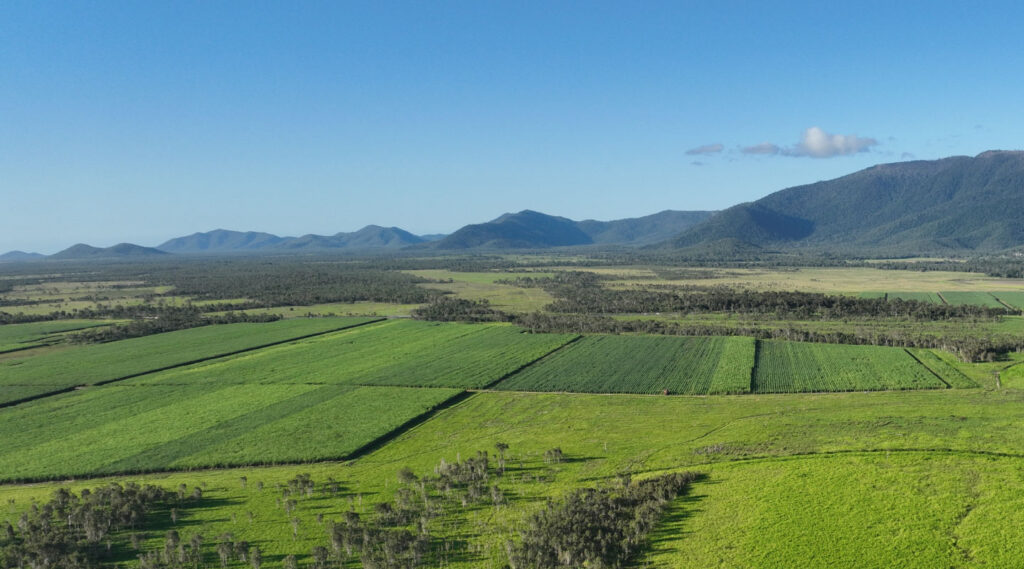 Aerial view over green cane fields