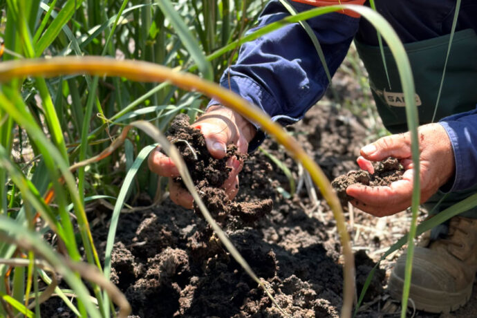 farmers hands holding soil in cane field