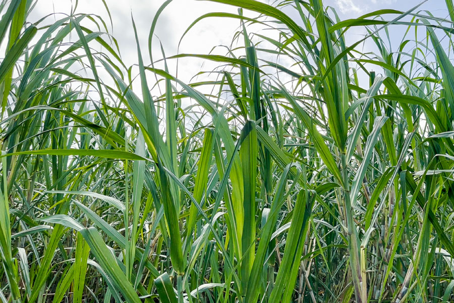 sugarcane against blue sky