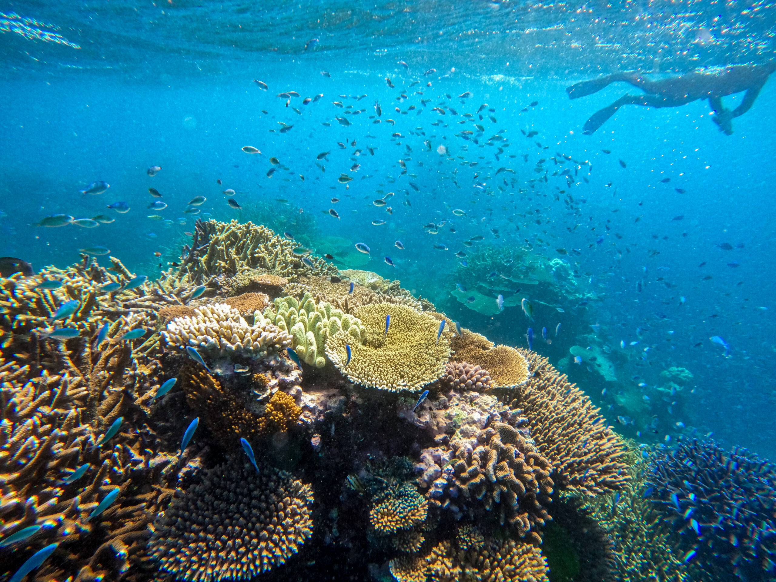 Underwater image of a snorkeler swimming over coral reef, which is surrounded by schools of small blue fish.