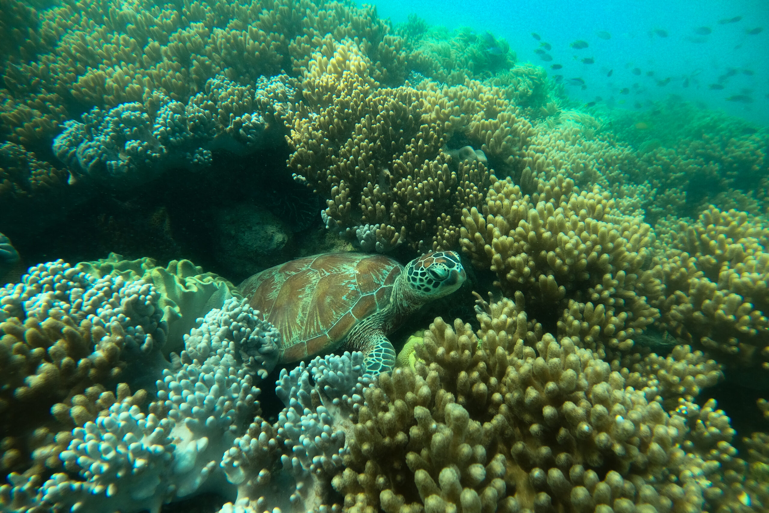 Underwater shot of green sea turtle swimming through soft corals