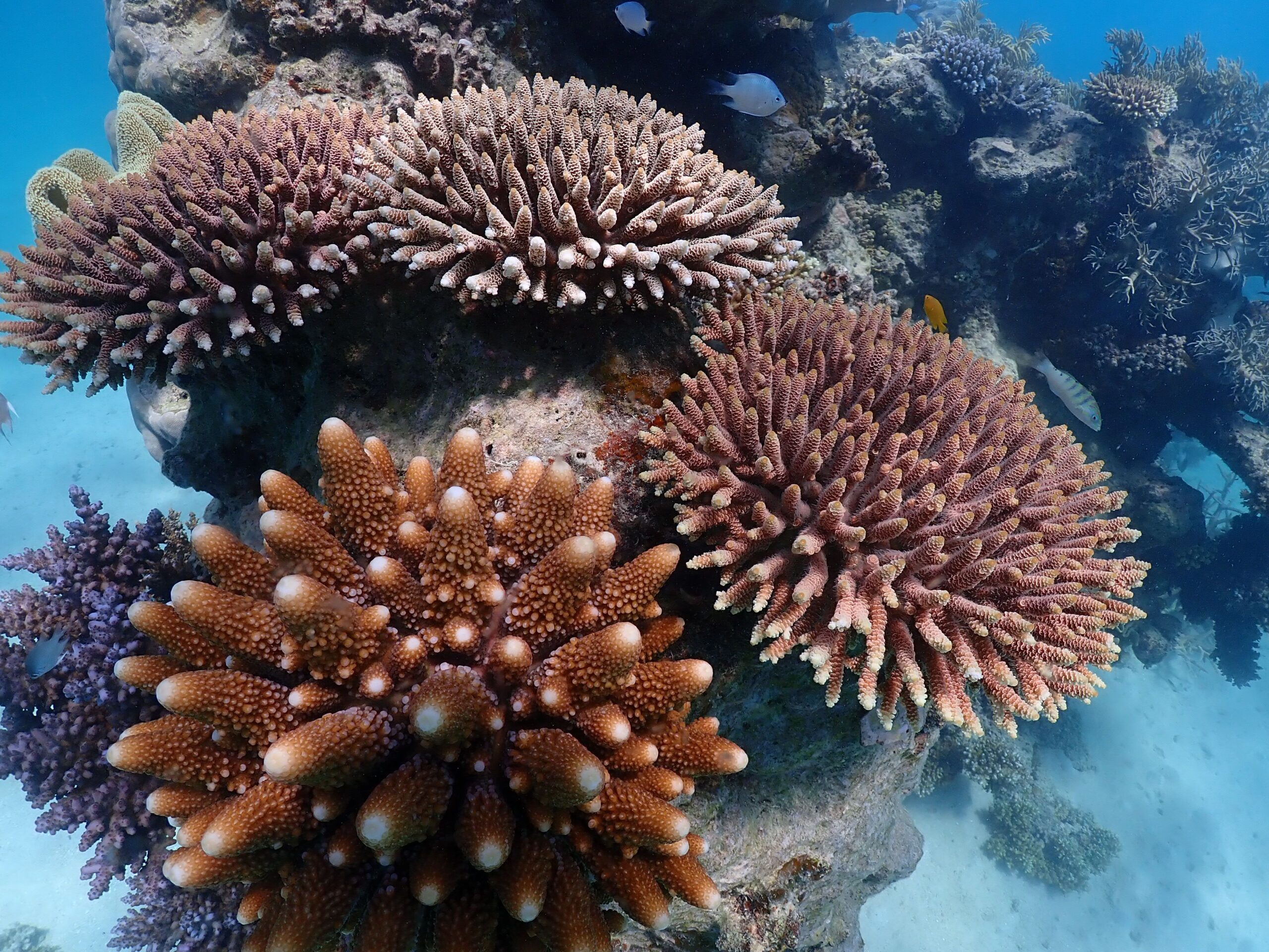 Close up underwater image of hard corals and small reef fish swimming around them.