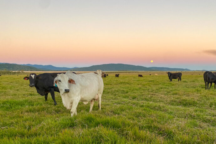 cattle in paddock with sunset