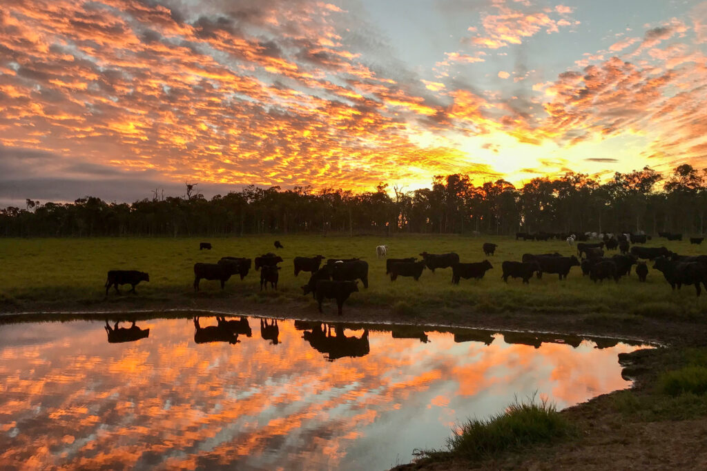 Cows in paddock at sunset