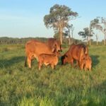 Cows in grassy paddock