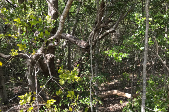 Beach scrub vines intertwining