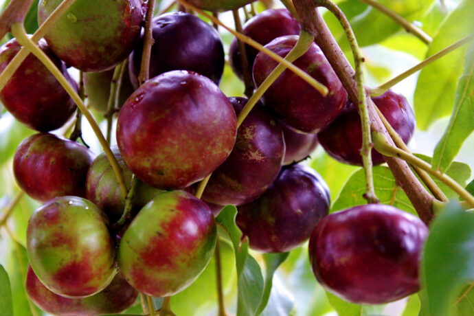 Close up of Burkedin plum fruit clusters, purple round fruit against green leaf backrgound