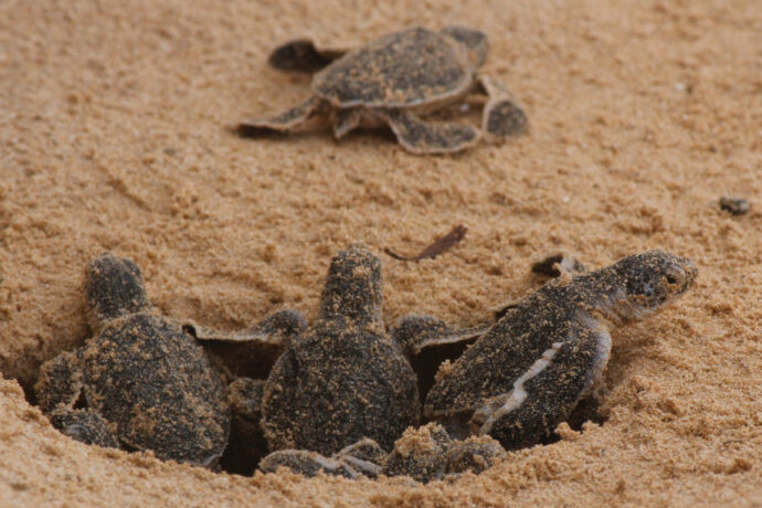 sea turtle haschlings emerging from nest