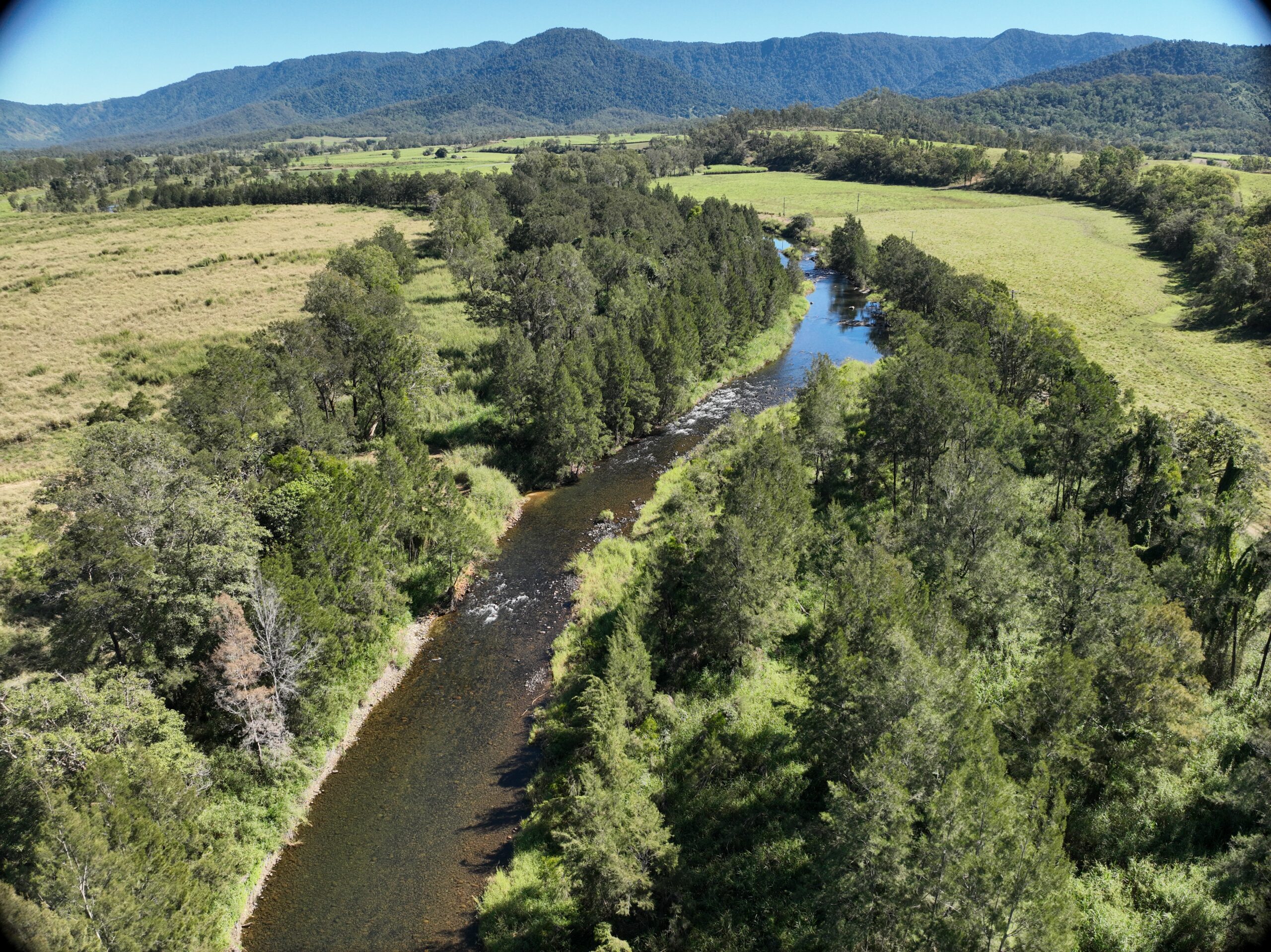 Done image of a healthy proportion of cattle creek