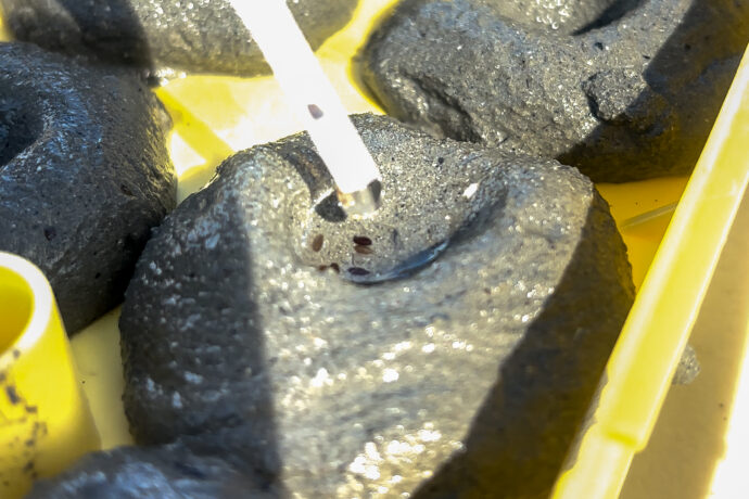 close up image of seagrass seeds being dropped into a hollowed-out ball of sediment to make a seedball