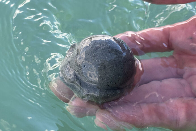hand holding seedball into water to be dropped into the meadow