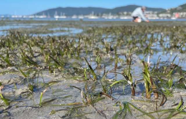 close up of seagrass in the mud at cannonvale beach