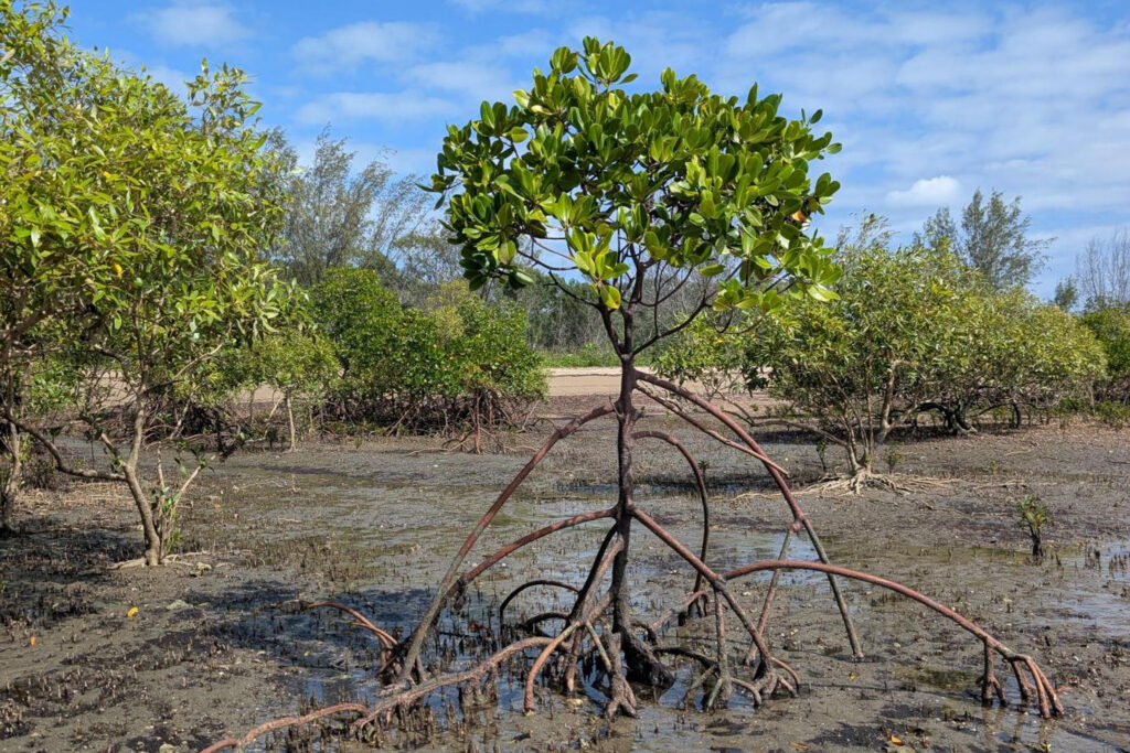 mangrove at low tide with root system exposed.