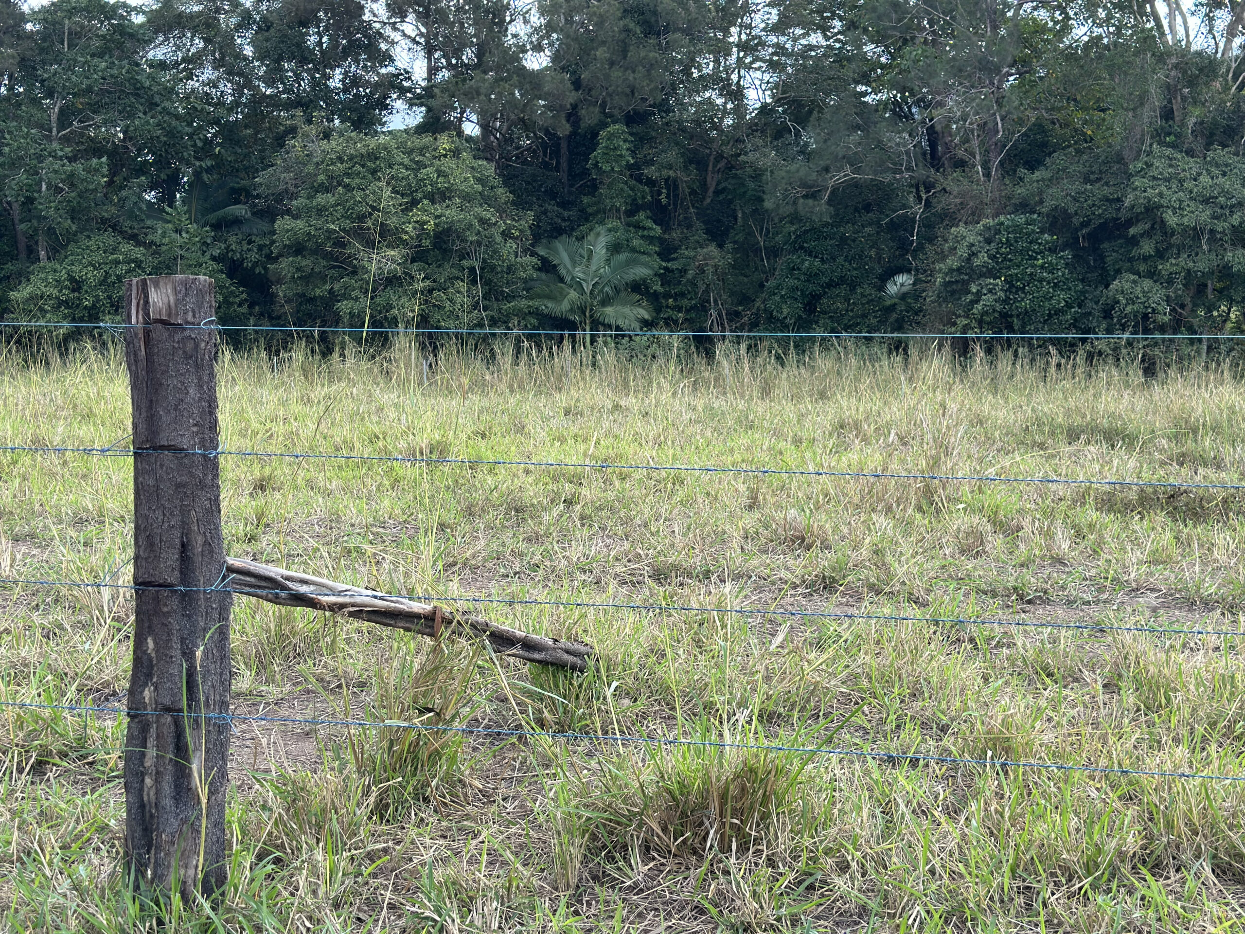 Wire fence with woodent stump