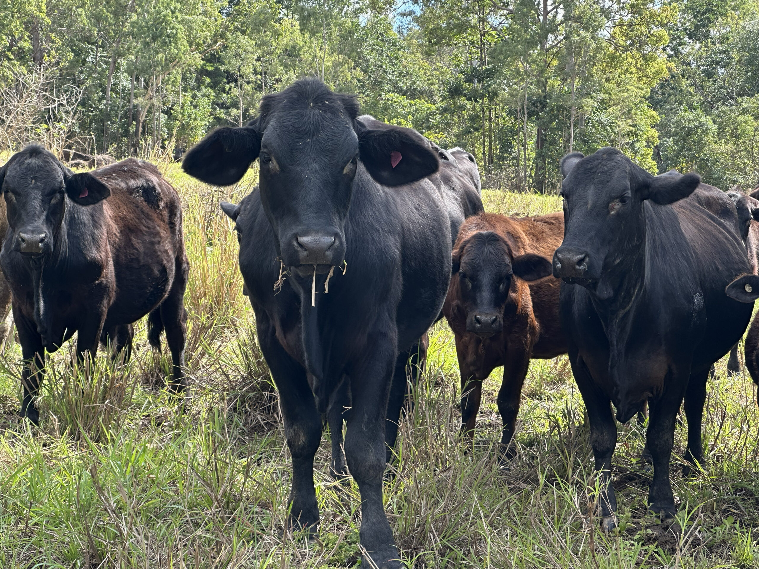 Herd of brangus cow, black brown and red