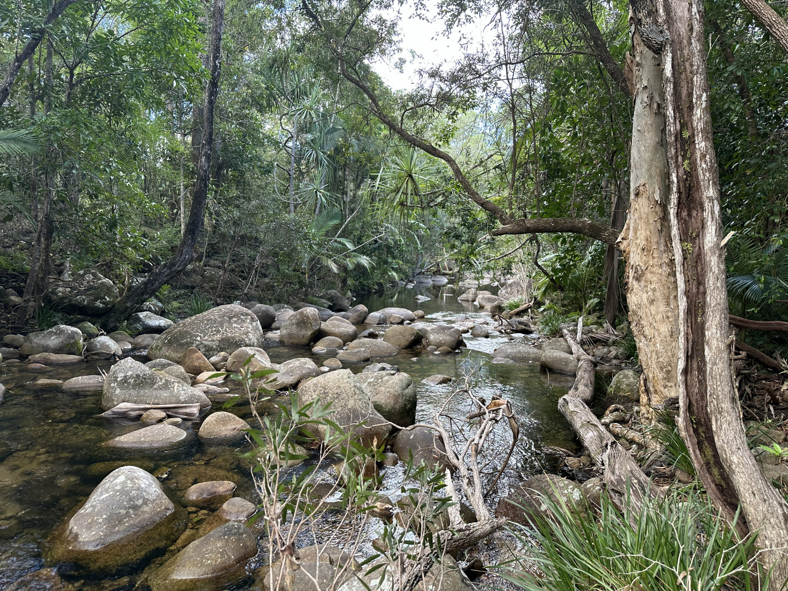 running creek through bolders surrounded by lush rainforest greenery