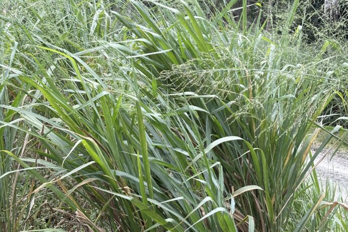Bushy guinea grass