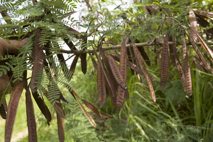 Leucaena tree with brown seed pods dangling off branches