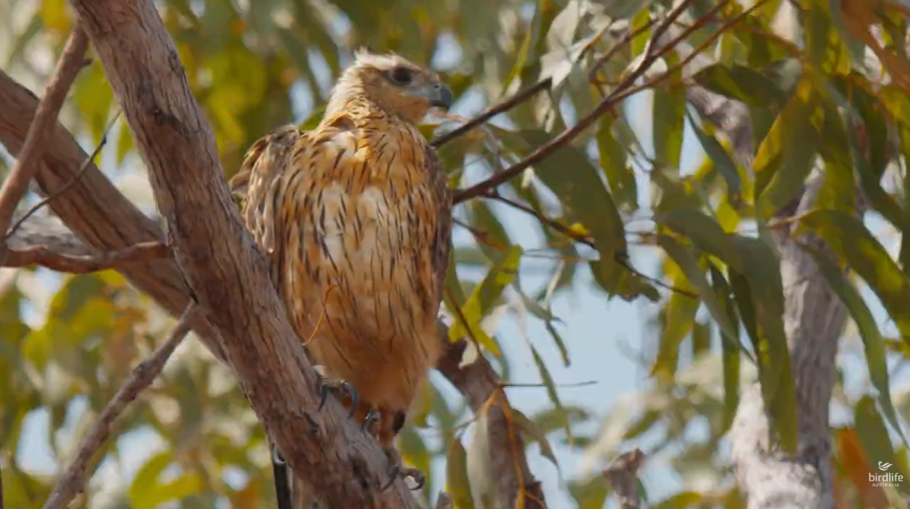 Red Goshawk Video Screenshot